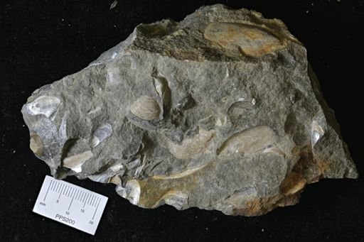 Oxytoma (Hypoxytoma) nebrascana