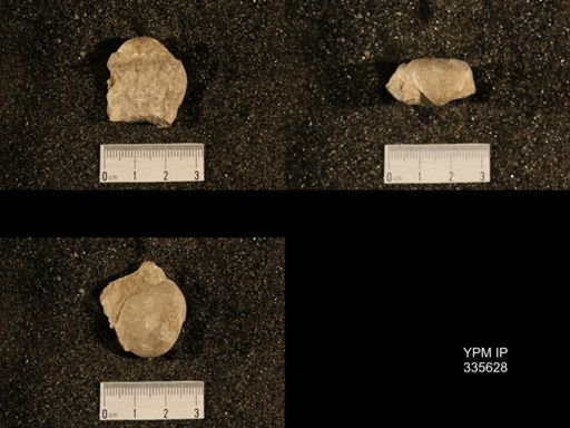 Linoproductus platyumbonus