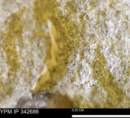 undet. Mollusca