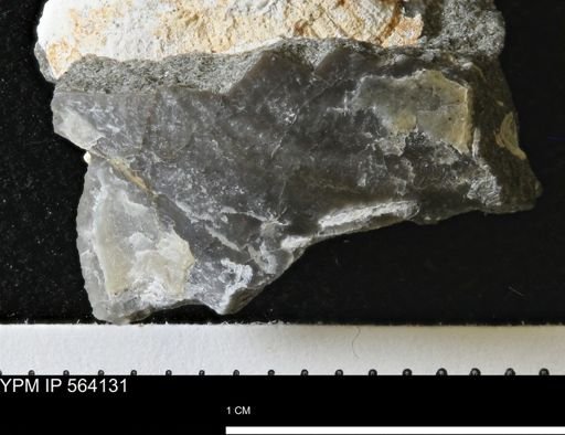 undet. Bivalvia