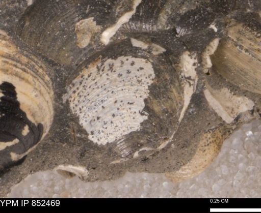 Limopsis striatopunctatus