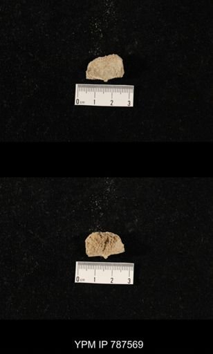 undet. Brachiopoda