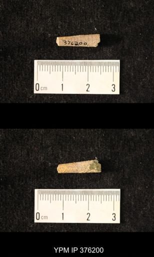 Pseudorthoceras knoxense