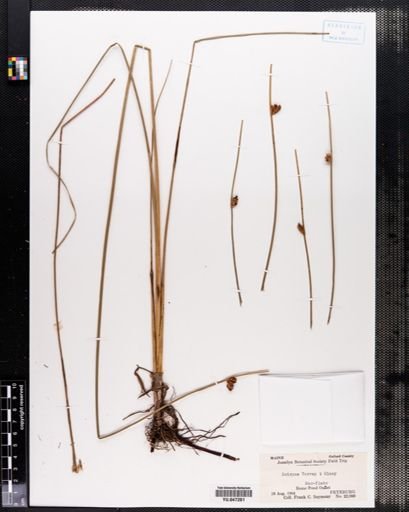 Scirpus torreyi