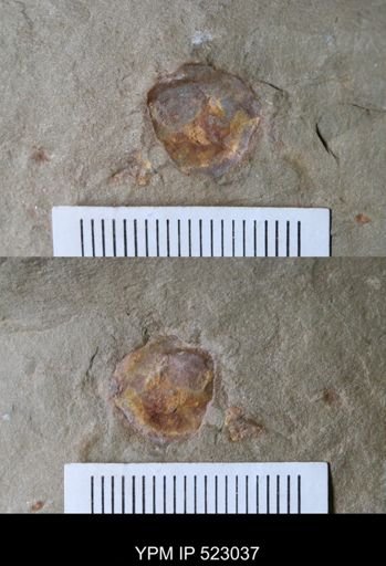 undet. Arthropoda