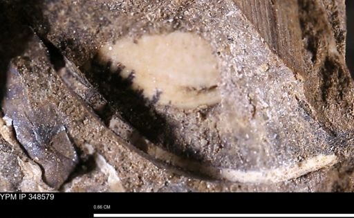 undet. Bivalvia