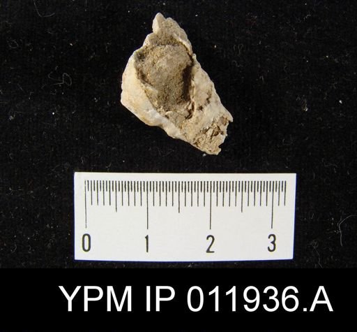 Richthofenia permiana