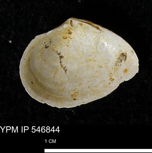 Cumingia tellinoides