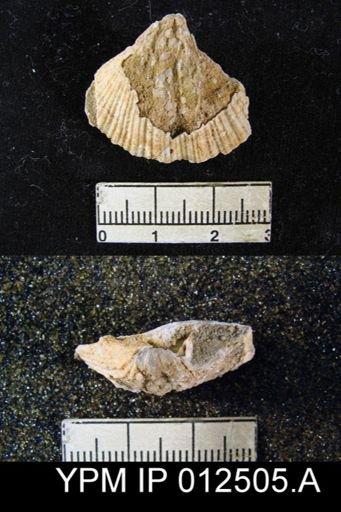 Spirifer mexicanus latus