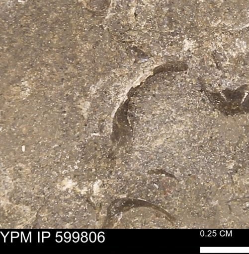 Protocardia subquadrata
