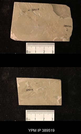 Hymenoptera?