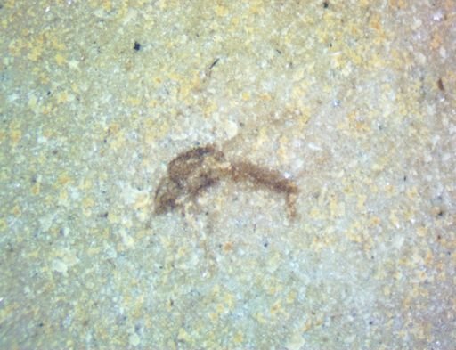 undet. Hexapoda