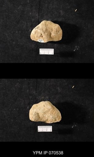 Favosites louisvillensis