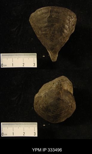 Trimerus?