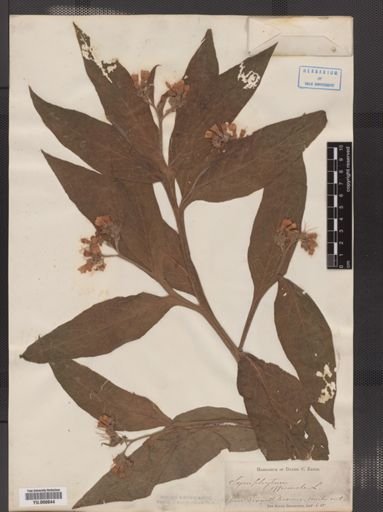 Symphytum officinale