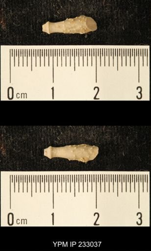 Archaeocidaris sp.