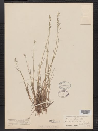 Poa compressa