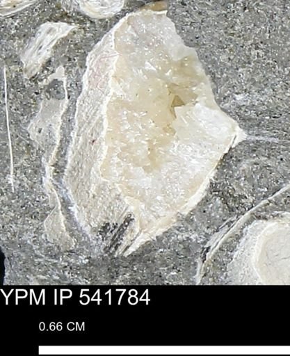 Limopsis striatopunctatus