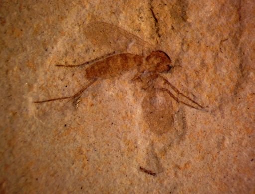 undet. Mycetophilidae