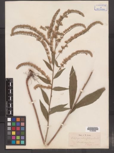 Solidago ulmifolia