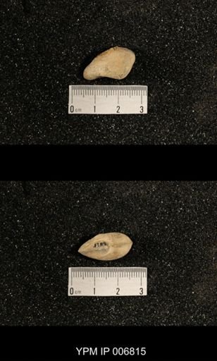 Phestia bellistriata