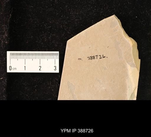undet. Coleoptera