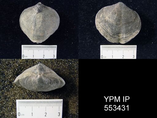 Athyris spiriferoides