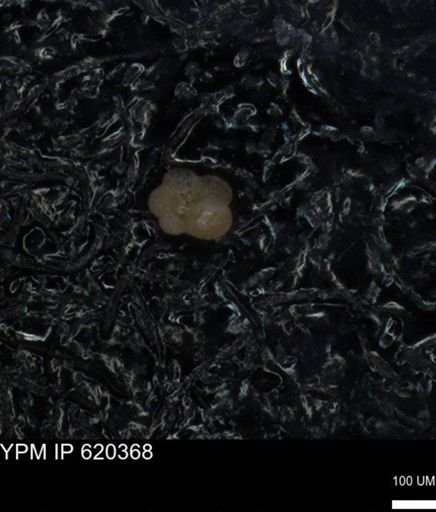 Rugoglobigerinidae?