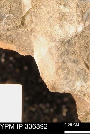 undet. Mollusca