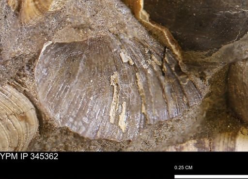 Limopsis striatopunctatus