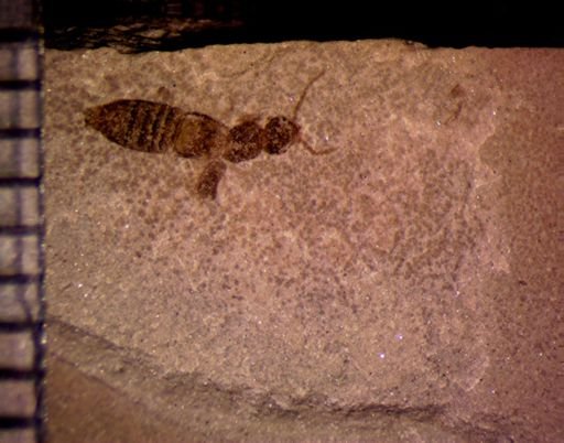 undet. Staphylinidae