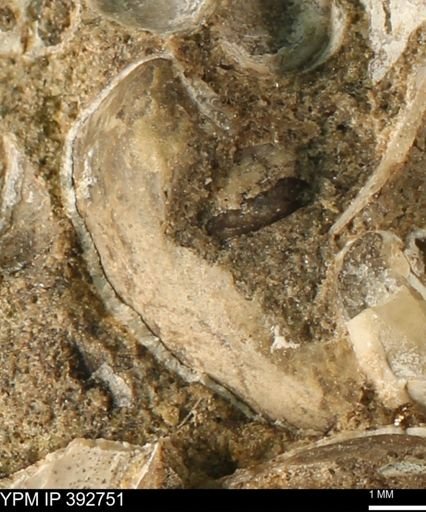 undet. Bivalvia
