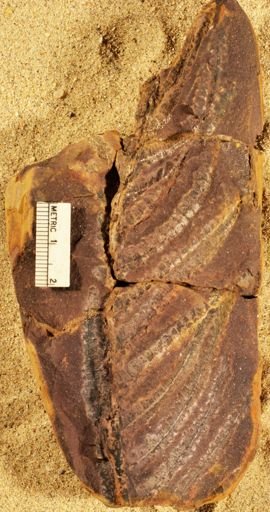 Pecopteris