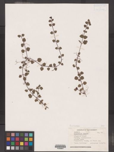 Mitchella repens
