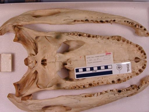 Alligator mississippiensis