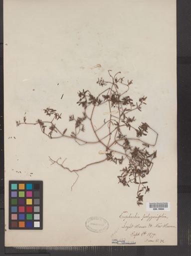 Euphorbia polygonifolia
