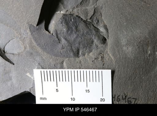undet. Eurypterida