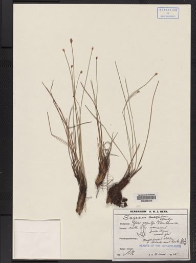 Plantae