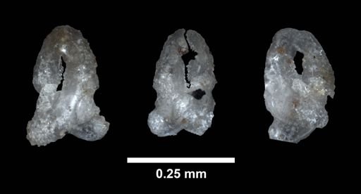 Leptasterias obtecta