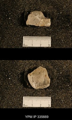 Linoproductus sp.