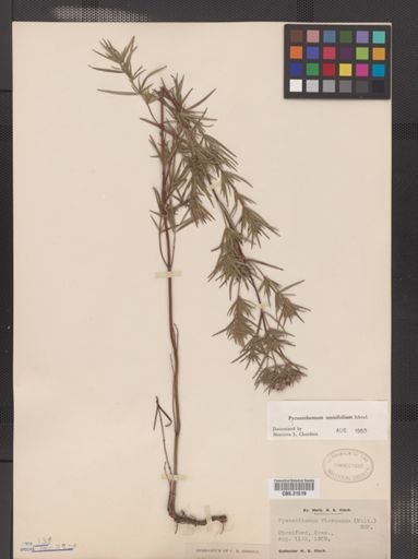 Pycnanthemum tenuifolium
