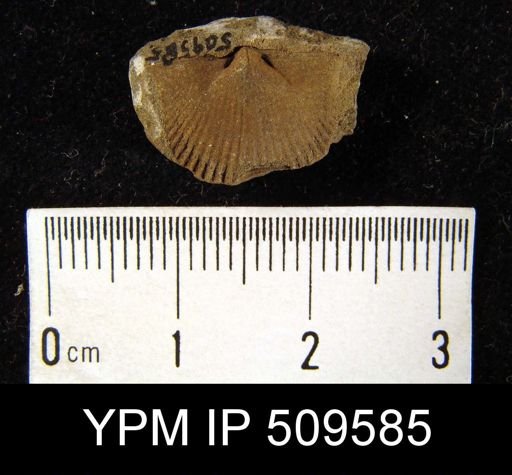 undet. Orthida