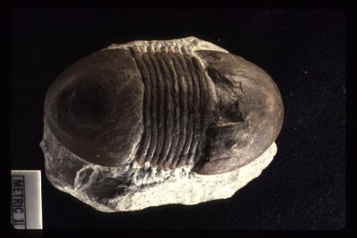 Bumastus sp.