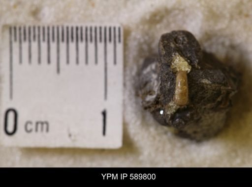Jeletzkytes nebrascensis