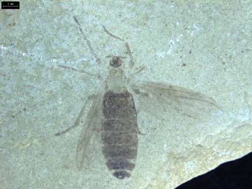 Plecia sp.