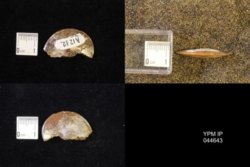 Sphenodiscus lenticularis
