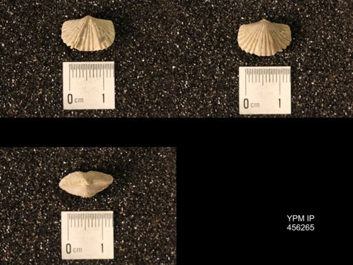 Platystrophia biforata