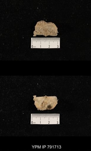 undet. Brachiopoda