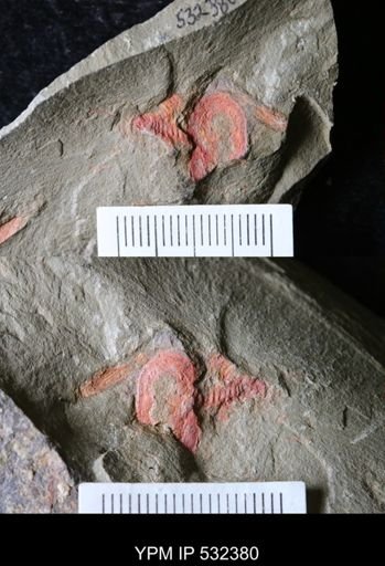 undet. Xiphosurida