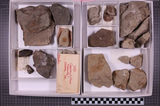mixed taxa, stratigraphic collection